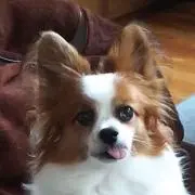 ぷにこ