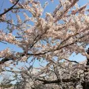 yosshi