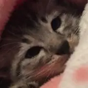 さら