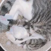 しい