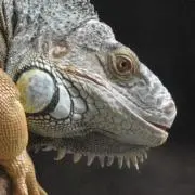虎尾の画像