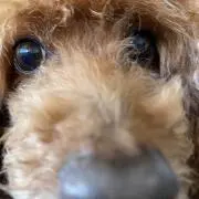 ぱぴこの画像