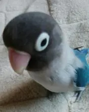 ピカイチの画像