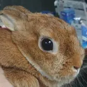すいみーの画像