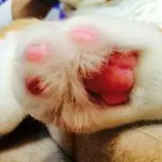 ひいやん