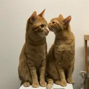 necomameの画像