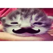 ねむの画像