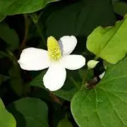 heratの画像