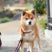 まるの画像