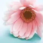 はなの画像