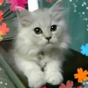 まゆ