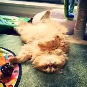 ねこのひらき