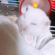 Mとももの画像