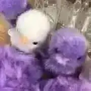 ダイヤモンド⭐︎の画像