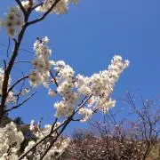 もち