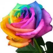 RAINBOW ROSEの画像