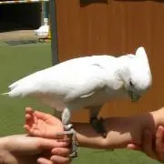 ショウ　プロフ一読下さいの画像