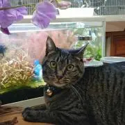 きのこ