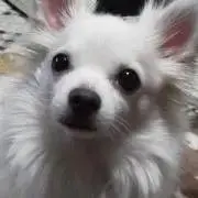 チェロ君