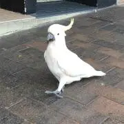 しまじろうの画像