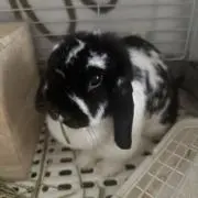 まほしの画像