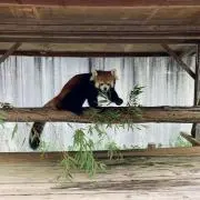 さっちょの画像