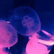 NEの画像