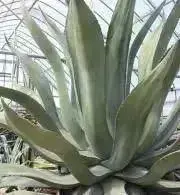 ちこさんの画像