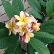 aloha♡Hawaiiの画像