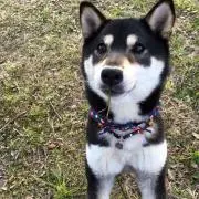 しずくの画像