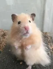 ハムハムの画像