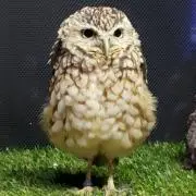 ひりのママ