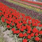 ぴいの画像