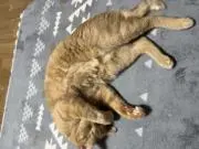 ウマヅラハギ