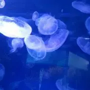 ちさるの画像