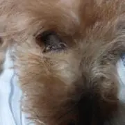 ちーぃえーの画像