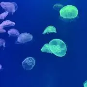 みちの画像