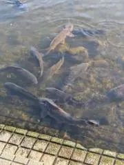 ぽんこつりんぐ