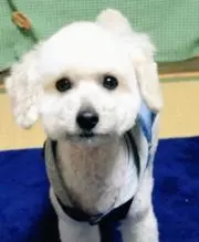 kaoの画像