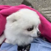 ヒロビアンコ