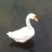 ©️©️©️