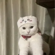 しもだの画像