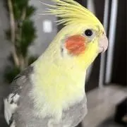 りりやの画像