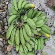 バナナの画像