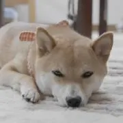サクラマナツの画像