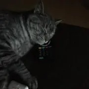 一眼レフ