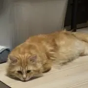 シカの画像