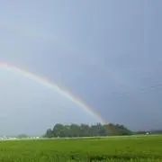 ニッパーの画像