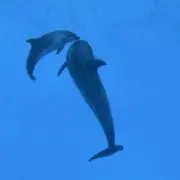 さかなの画像