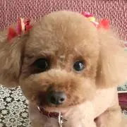ベル
